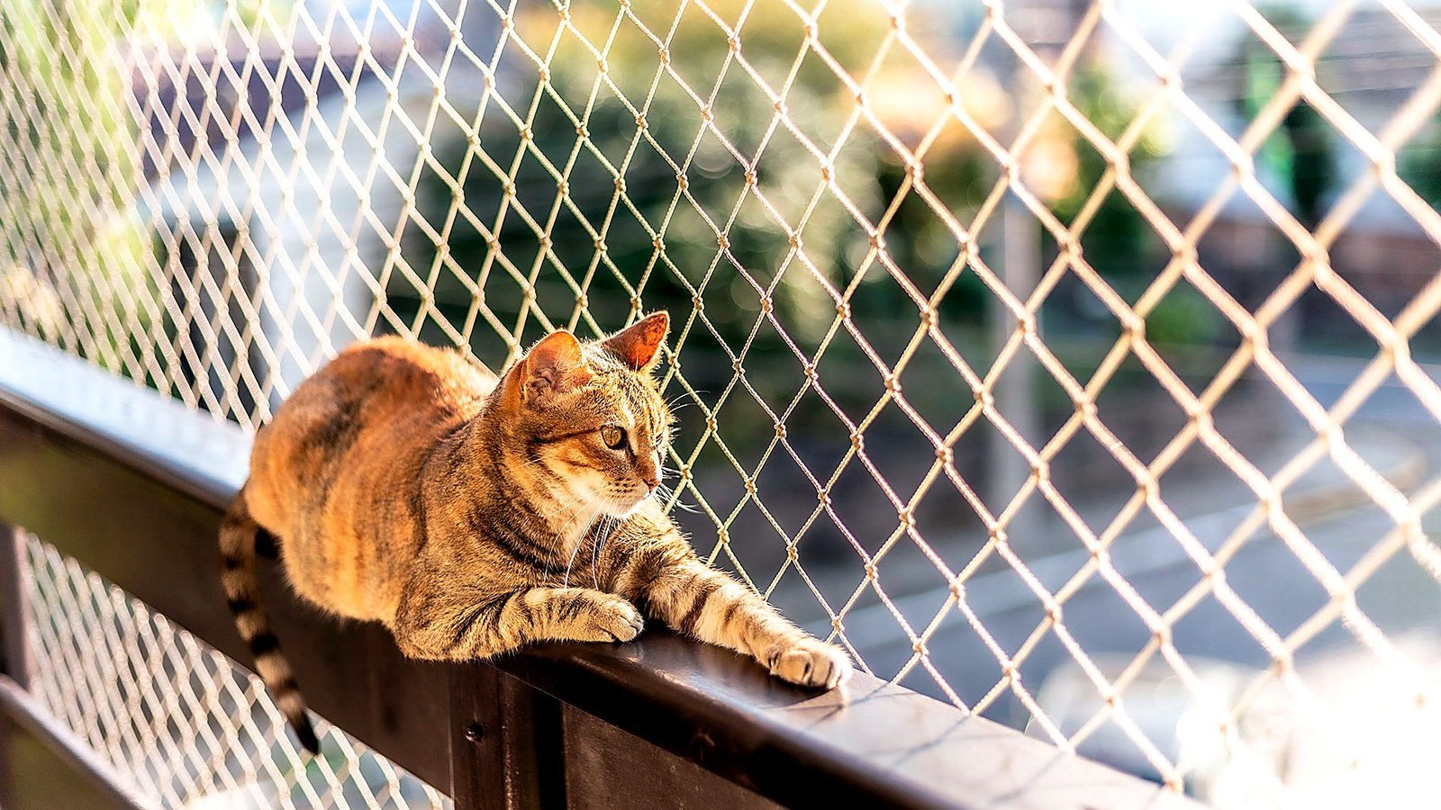 Gato deitado com segurança na varanda protegida por rede Angels Baby