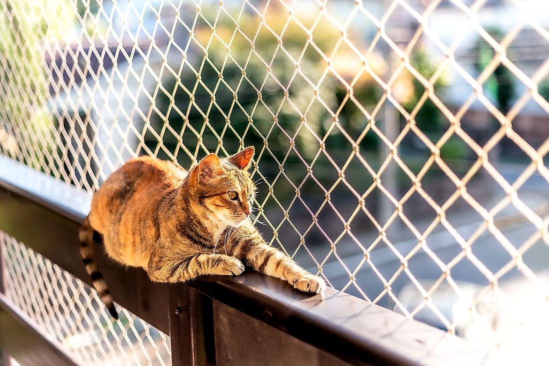 Gato deitado na varanda protegida por rede